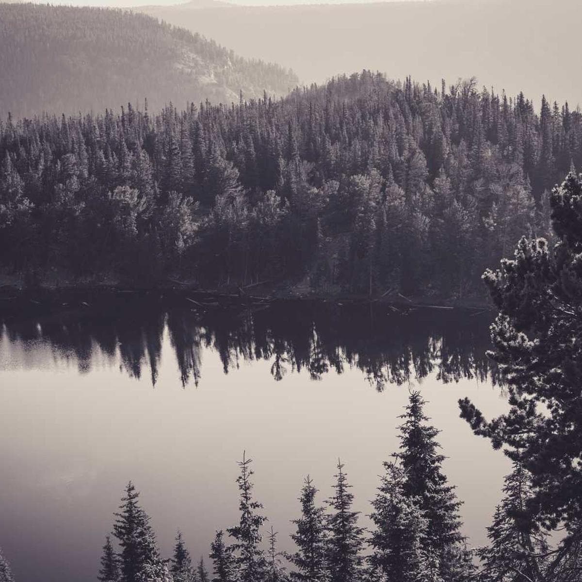 [EN] Hunter Collar Swiss (Black est #893)