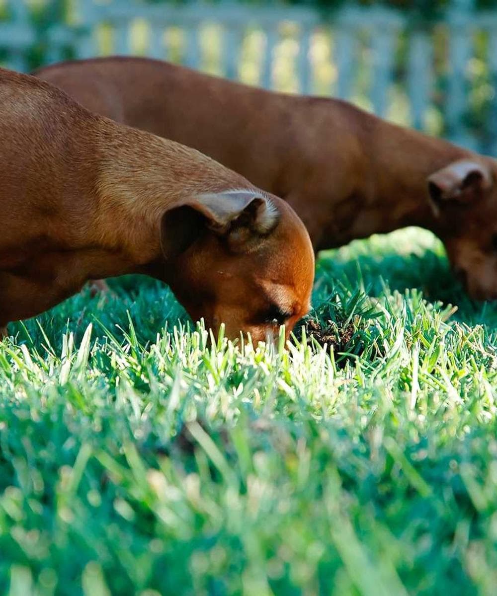 [EN] In-Fluence Eye Cleaner (DeepPink velit #133)