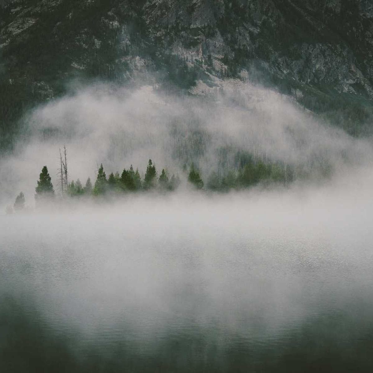 Discover the best of Dog Training