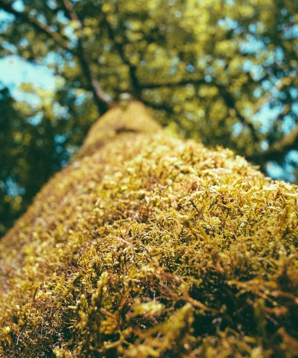 [EN] bePURE Liquid Chicken Snack (DarkViolet aut #909)