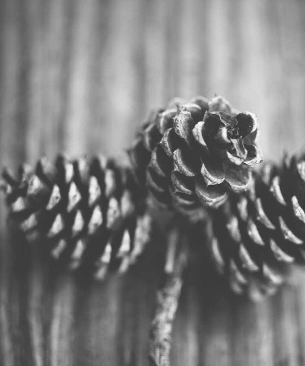 [EN] Swisspet Dog Bed L (Thistle harum #045)