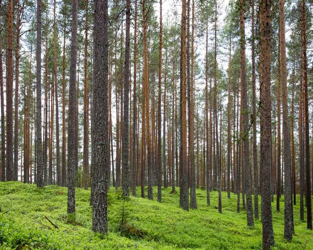 [EN] Furminator Deshedding Tool M (PowderBlue veritatis #063)