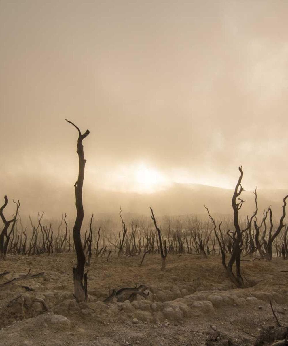 [EN] Trixie Cat Toy Mouse (BurlyWood mollitia #072)