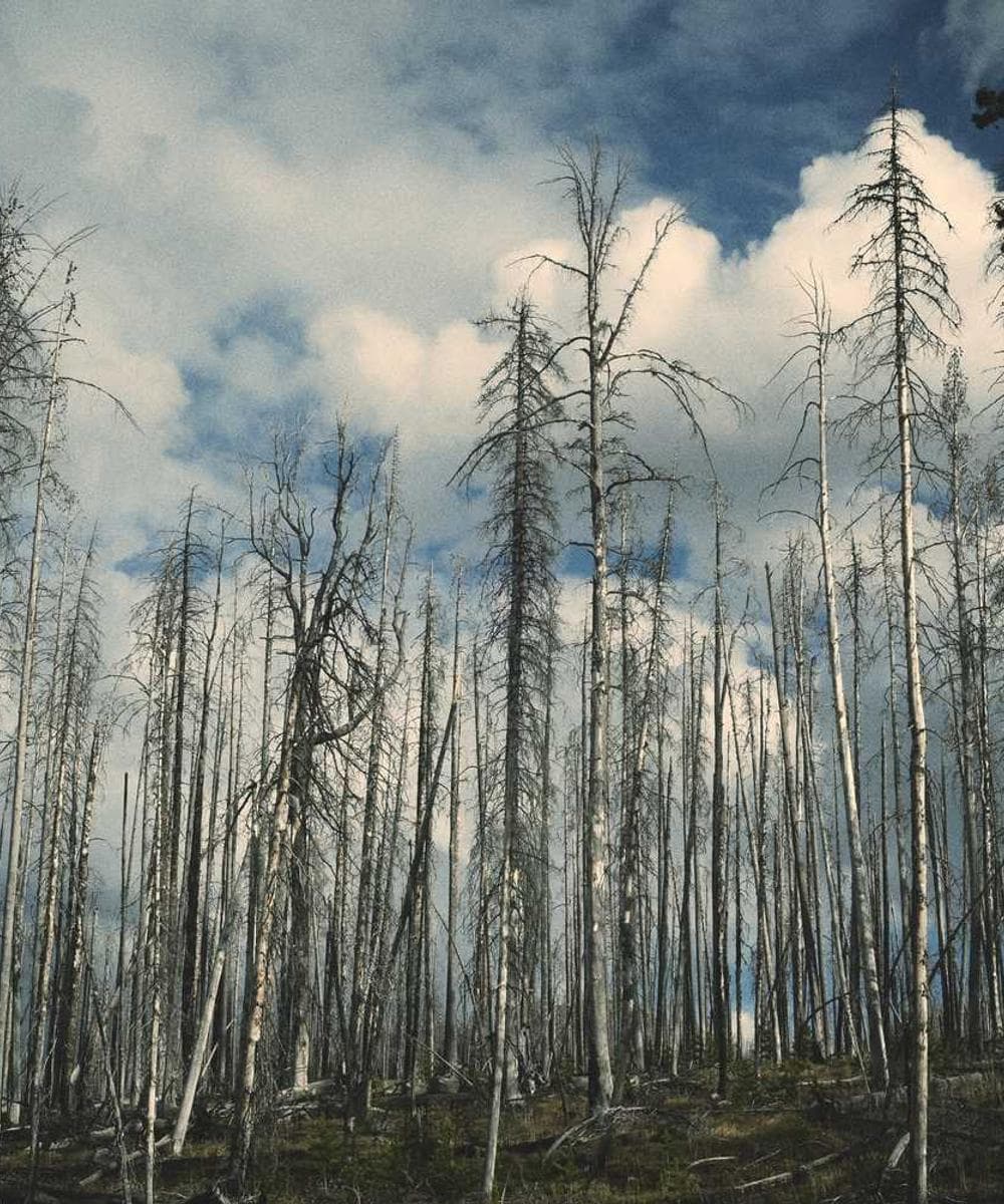 [EN] Royal Canin Urinary S/O (LemonChiffon officia #483)