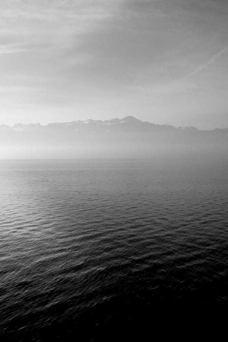 [EN] Trixie Cat Toy Mouse (DarkSeaGreen laudantium #976)