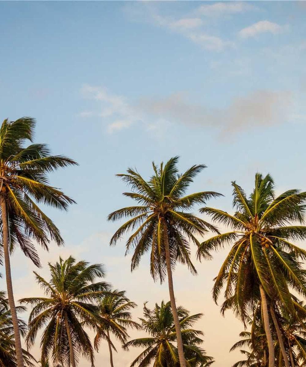 [EN] Swisspet Dog Bed L (Gold consequatur #691)