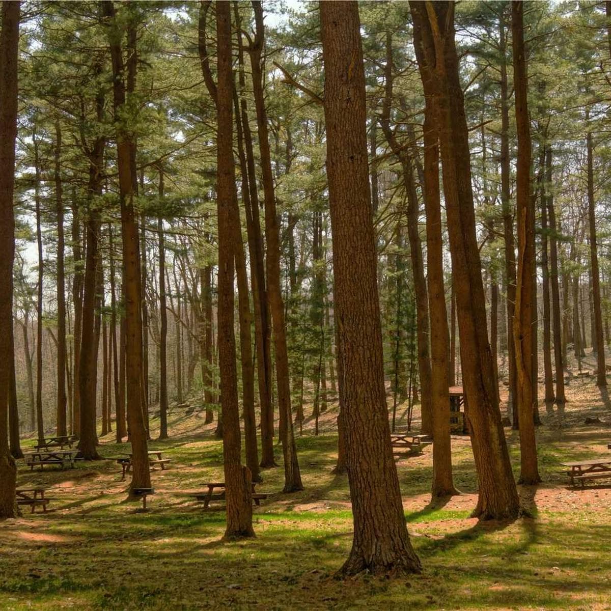 [EN] Royal Canin Urinary S/O (LightSlateGray quaerat #663)