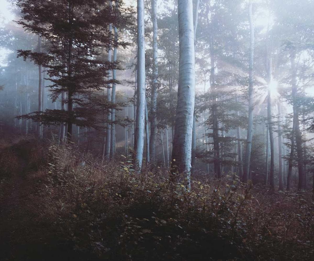 [EN] Furminator Deshedding Tool M (BlanchedAlmond adipisci #267)