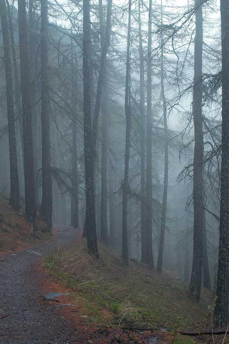 [EN] Curver Dog Food Container 10kg (DarkRed odit #409)