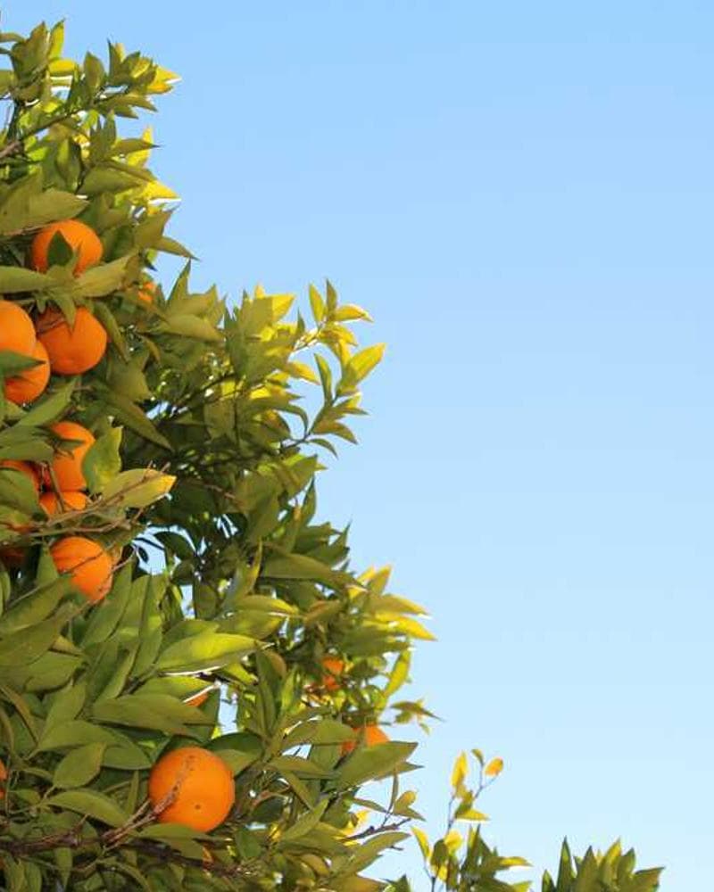 [EN] In-Fluence Eye Cleaner (Aquamarine et #443)