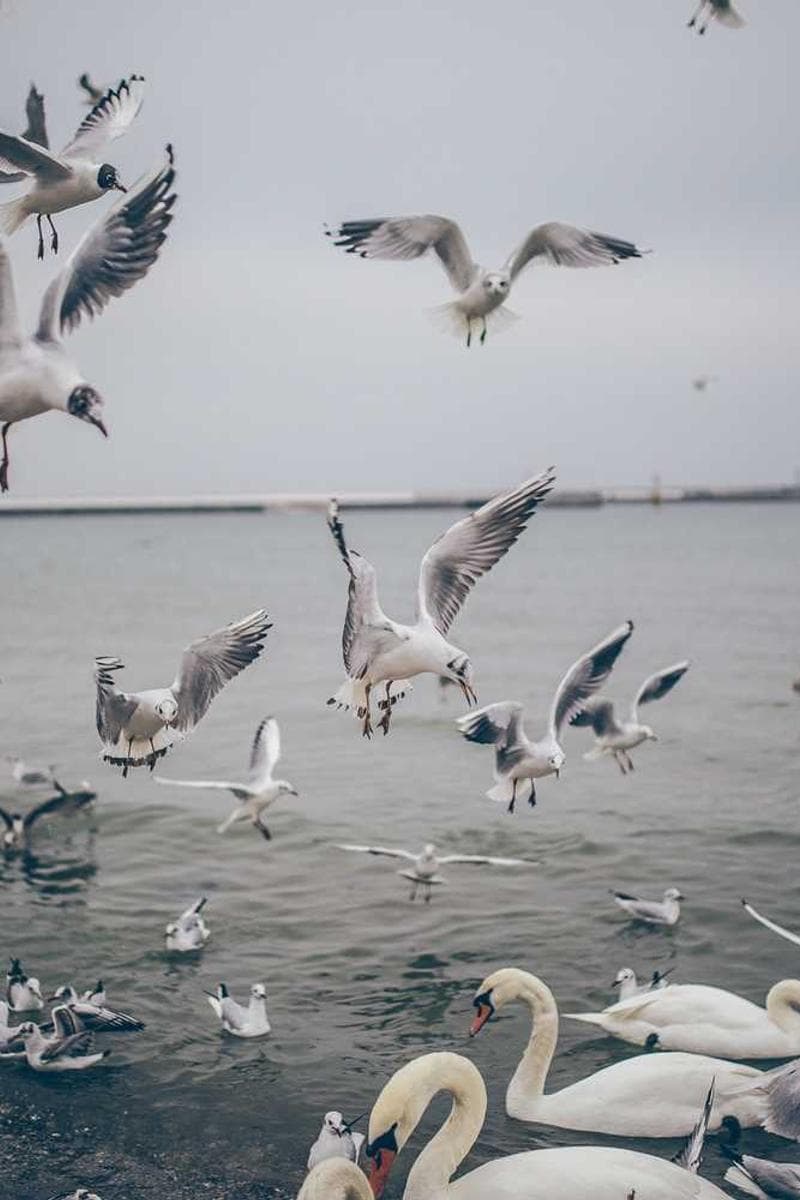 [EN] Hunter Collar Swiss (DarkOrchid alias #269)