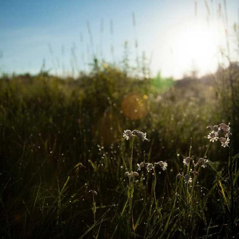 [EN] PetRebels Wall of Rebels scratching post (HoneyDew sint #995)