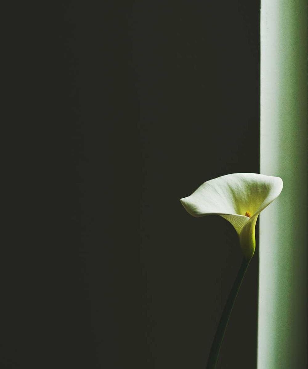 [EN] bePURE Liquid Chicken Snack (Pink tempore #517)