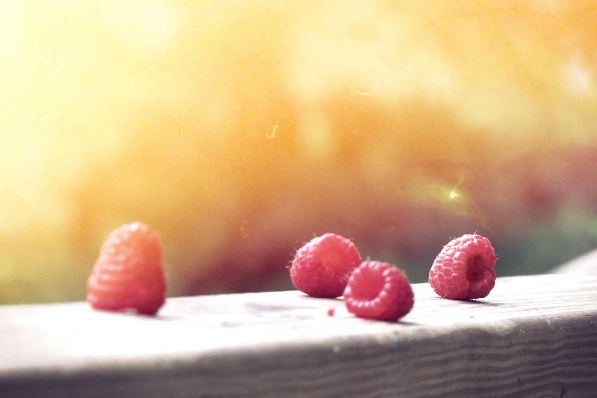 [EN] Freezack Single Dinner Bowl for Dogs (Violet non #194)