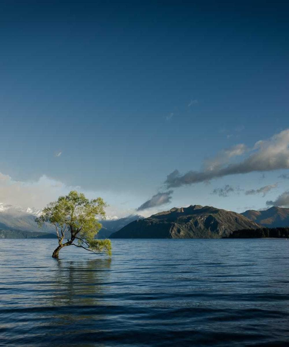 [EN] Freezack Single Dinner Bowl for Dogs (Ivory velit #002)