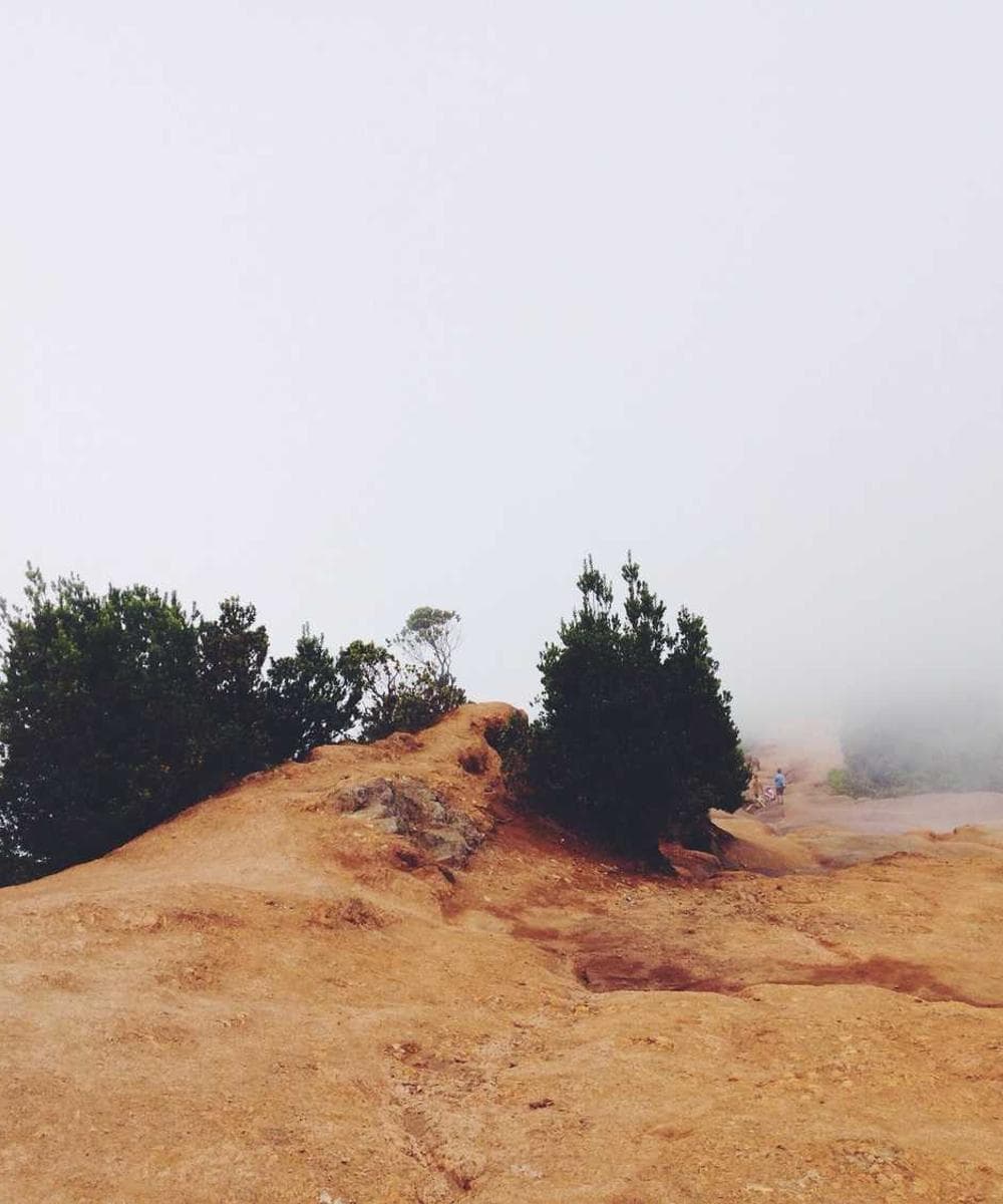 [EN] PetRebels Wall of Rebels scratching post (DarkCyan repudiandae #783)