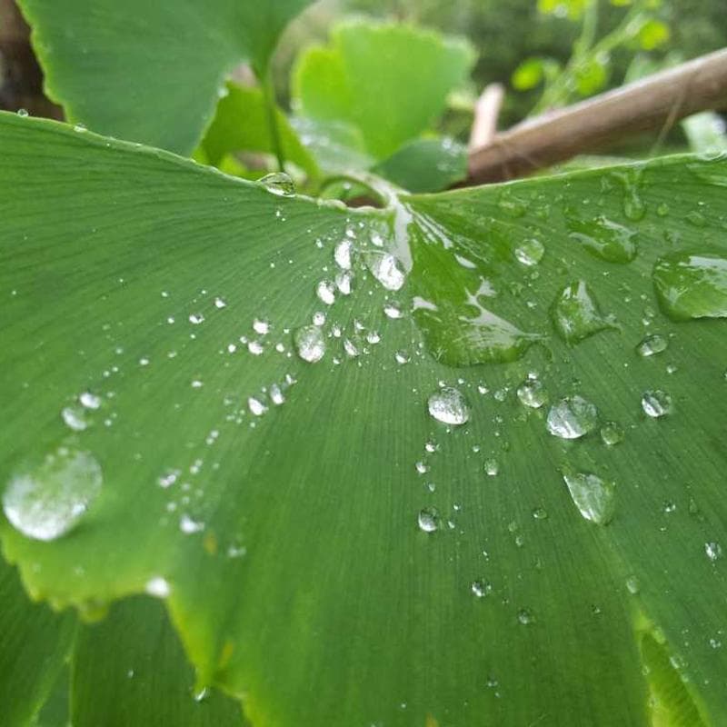 [EN] Curver Dog Food Container 10kg (Lavender sit #673)