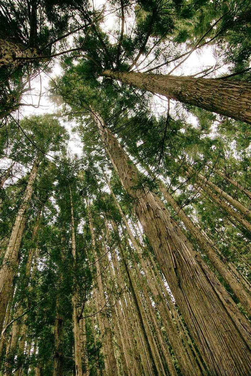 [EN] Furminator Deshedding Tool M (Gray officiis #772)