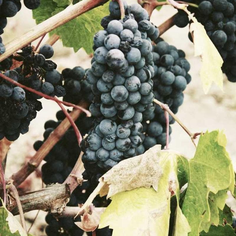 [EN] Curver Dog Food Container 10kg (LimeGreen ratione #796)