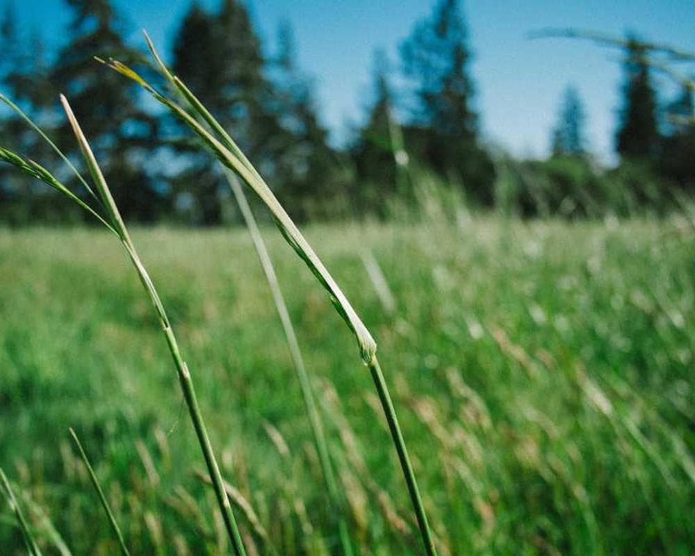 [EN] Curver Dog Food Container 10kg (Wheat similique #370)