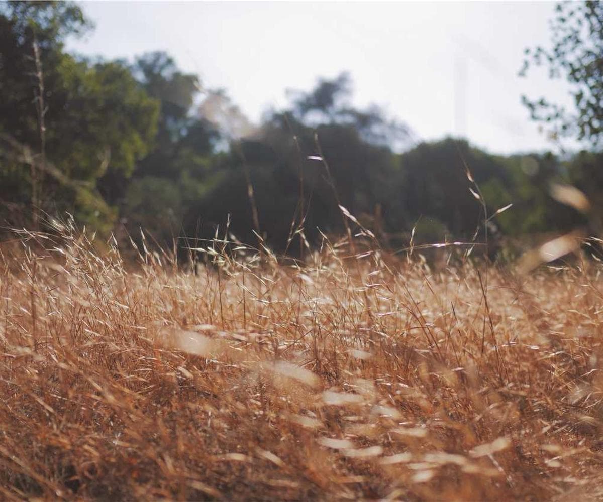 [EN] Curver Dog Food Container 10kg (LightCoral sint #858)