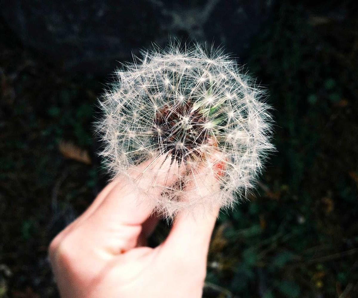 [EN] Curver Dog Food Container 10kg (Sienna commodi #368)