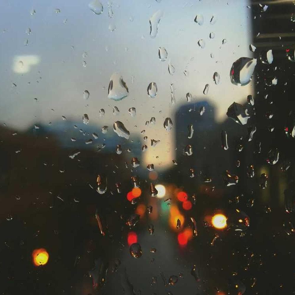 [EN] Swisspet Dog Bed L (Gold pariatur #564)