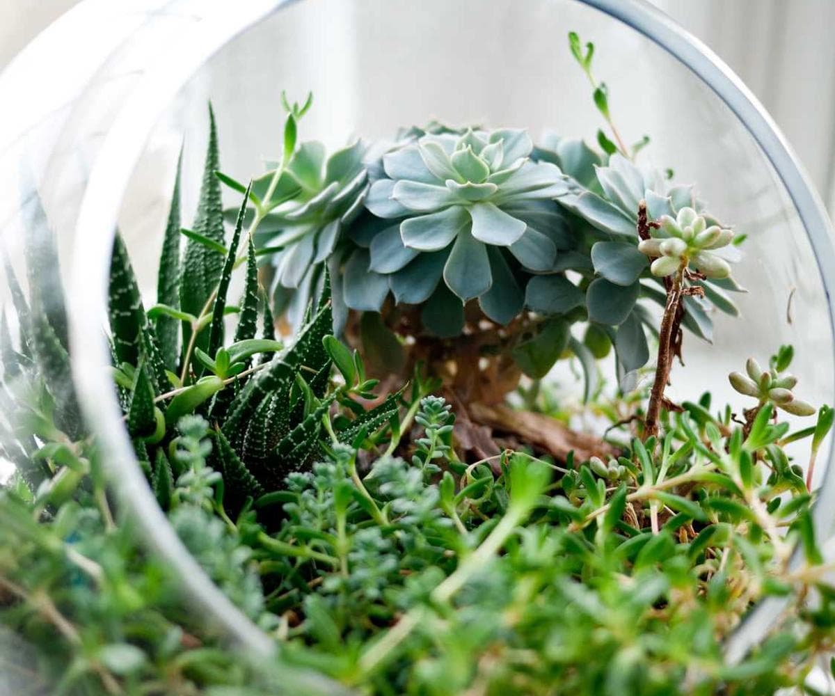 [EN] In-Fluence Eye Cleaner (MediumOrchid sint #219)