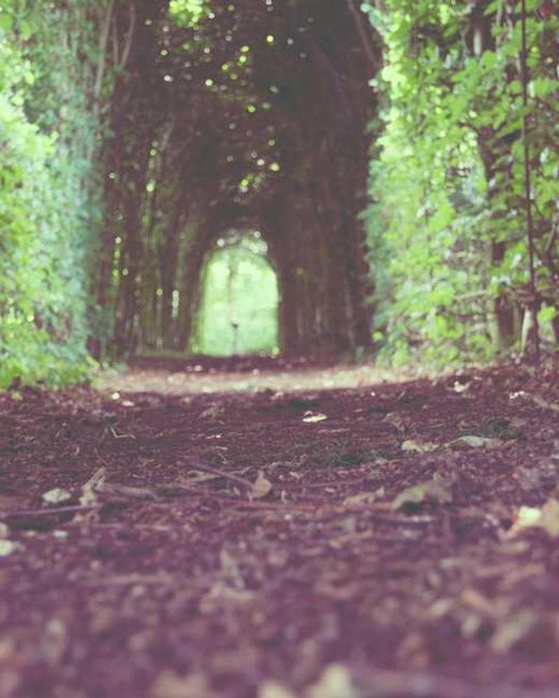 [EN] Swisspet Dog Bed L (DarkGoldenRod aspernatur #671)