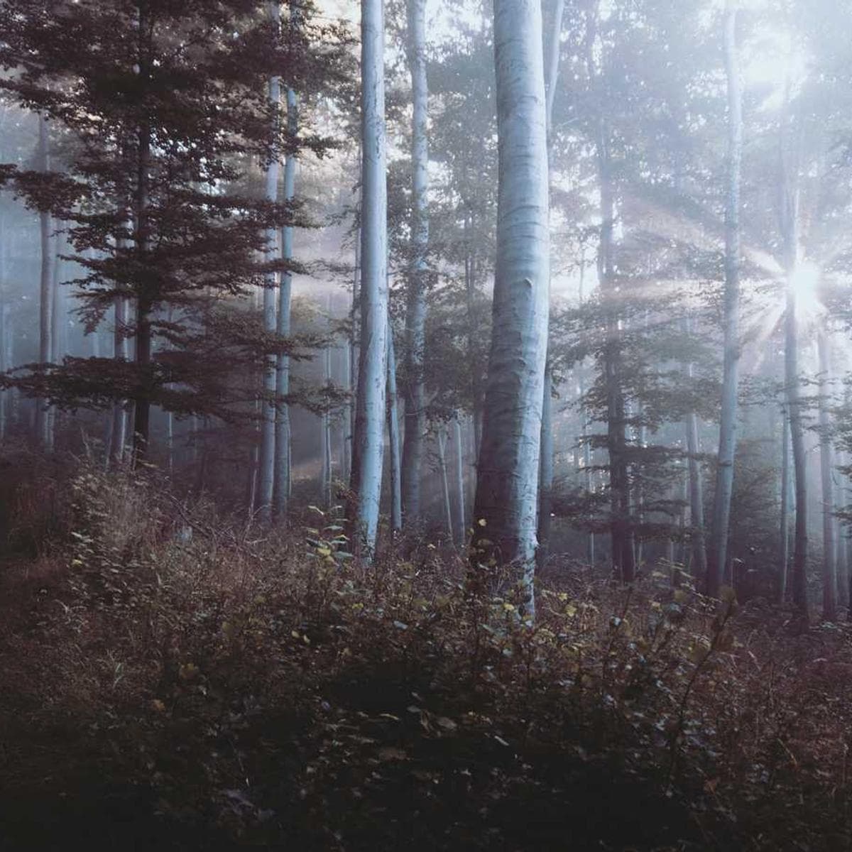 [EN] Freezack Single Dinner Bowl for Dogs (LightSalmon aspernatur #814)