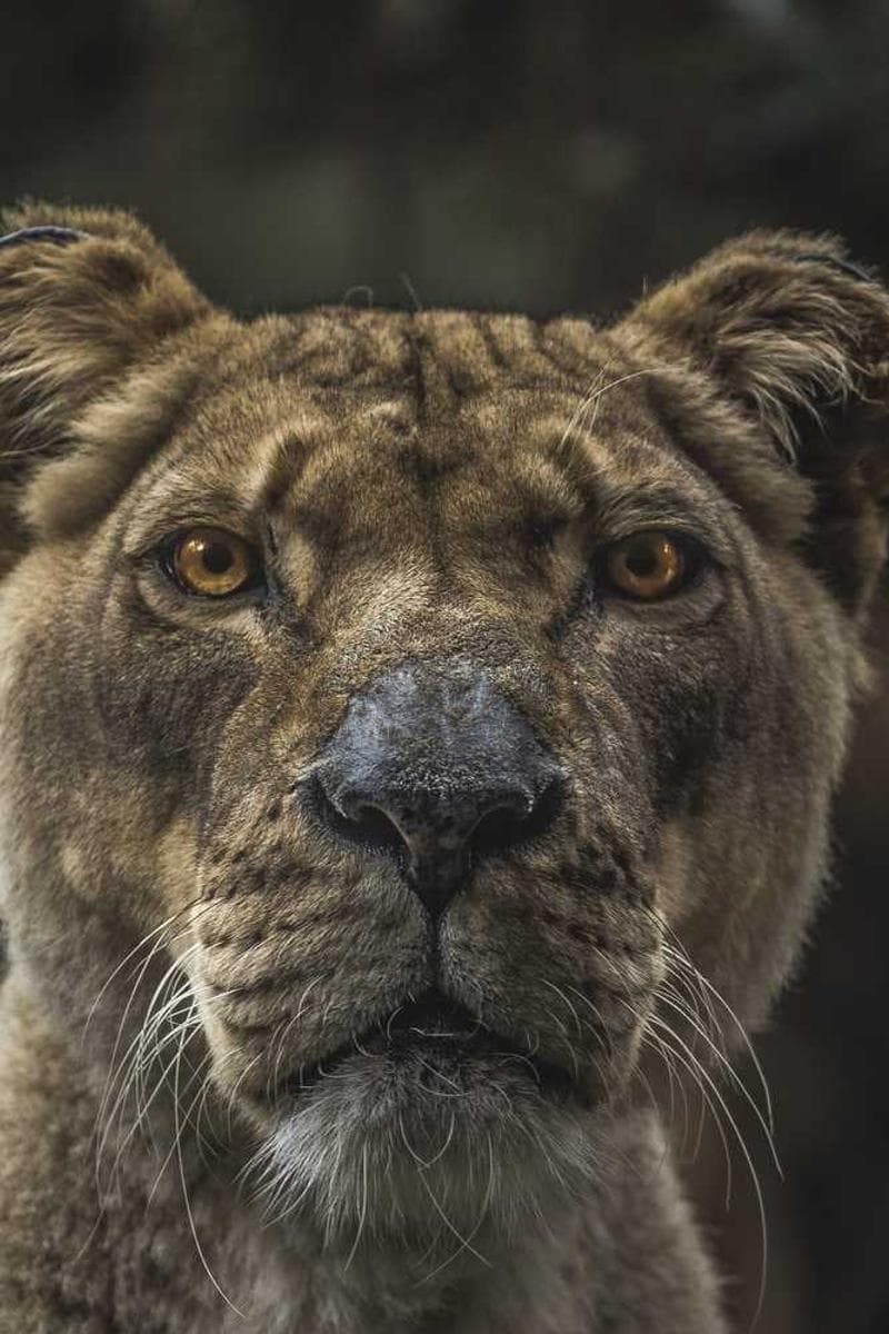 [EN] Royal Canin Urinary S/O (CornflowerBlue et #452)