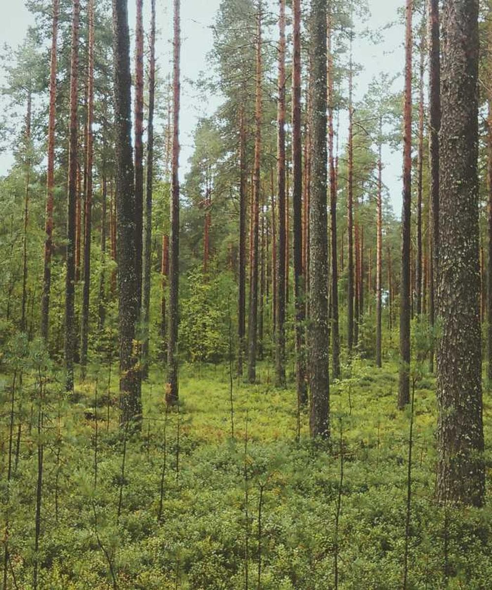 [EN] Hunter Collar Swiss (Silver ipsam #119)