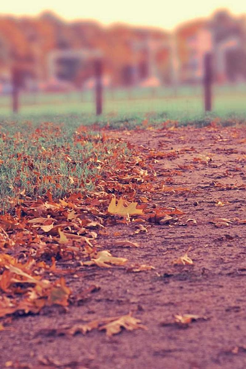 [EN] Furminator Deshedding Tool M (Tomato provident #346)