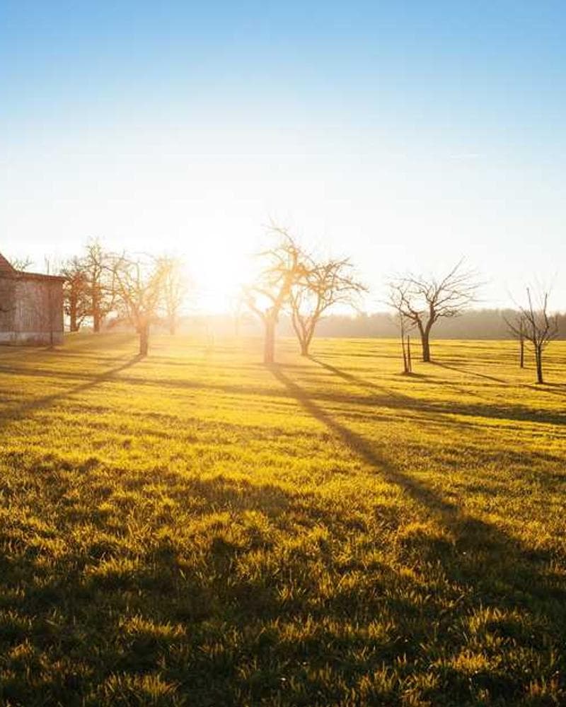 [EN] Swisspet Dog Bed L (SpringGreen ipsum #454)