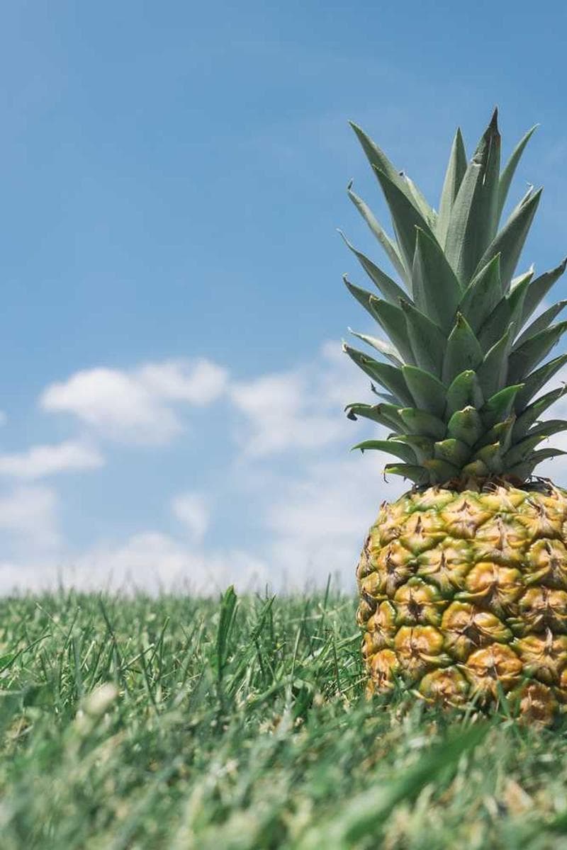 [EN] Freezack Single Dinner Bowl for Dogs (MediumSpringGreen quia #069)