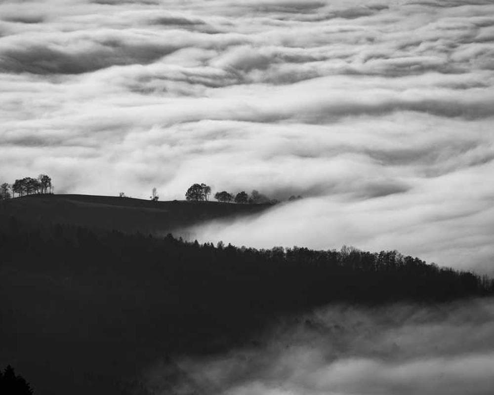 [EN] Swisspet Dog Bed L (GoldenRod iure #364)