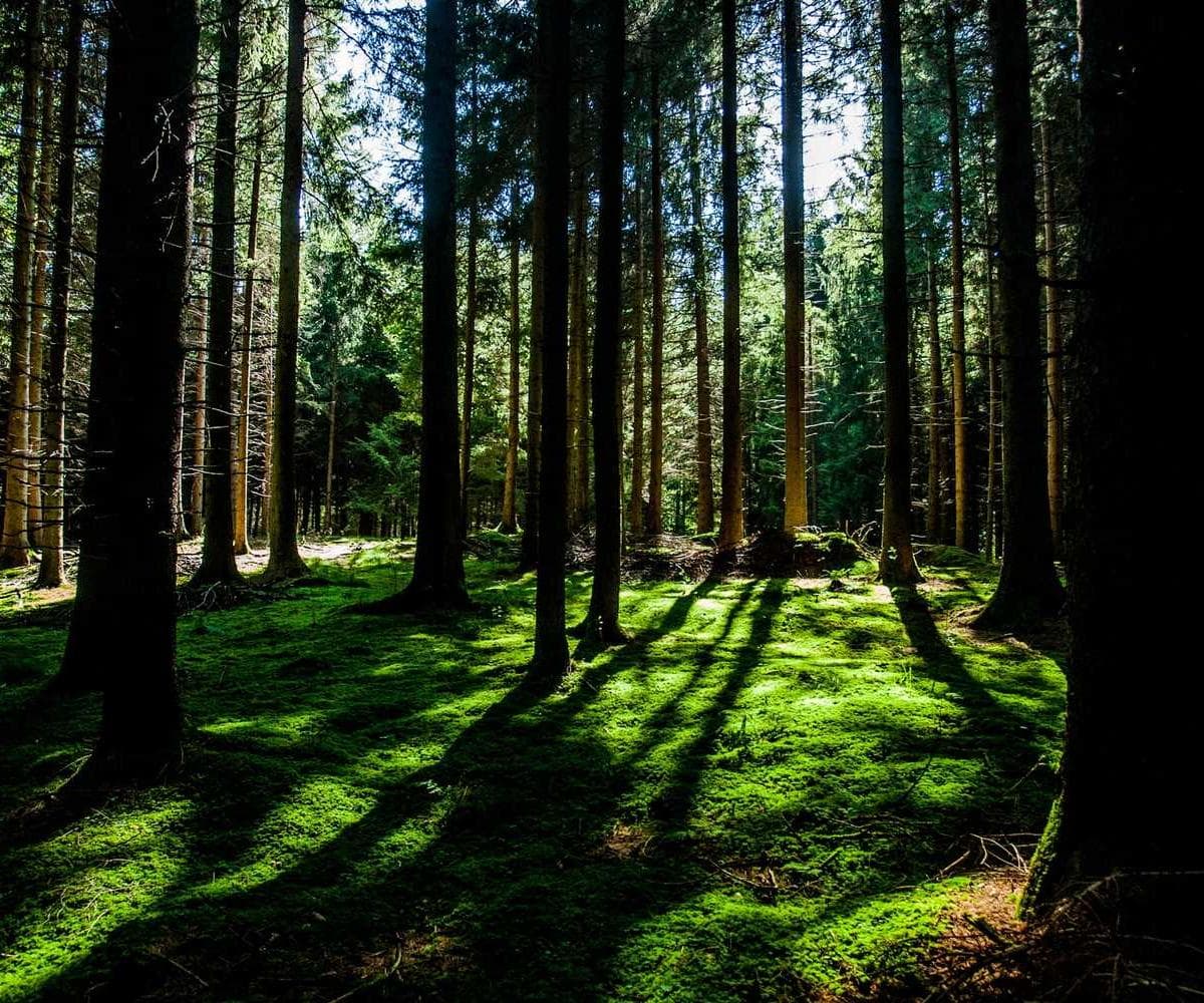 [EN] Hunter Collar Swiss (DarkOliveGreen assumenda #530)