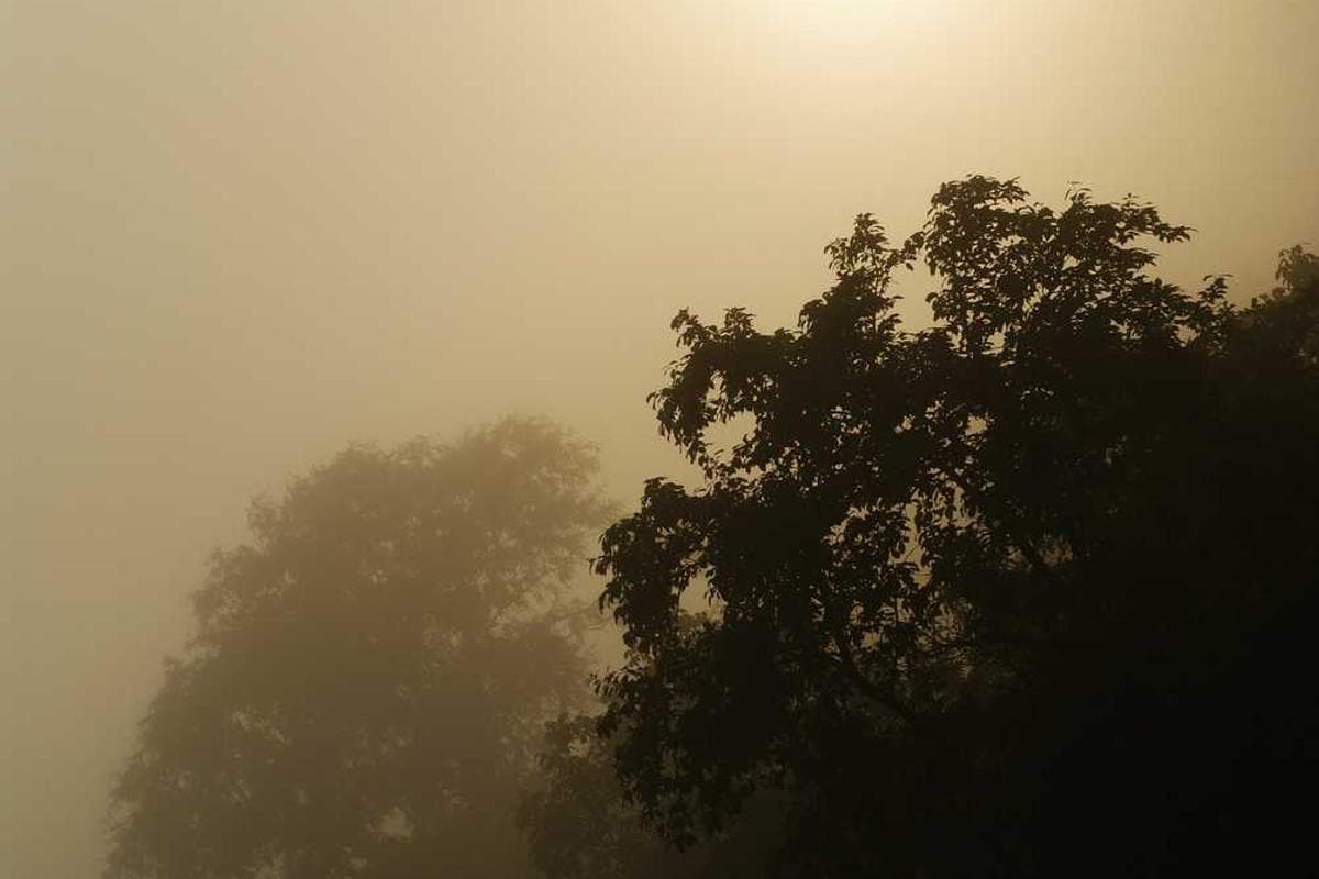 [EN] PetRebels Wall of Rebels scratching post (DarkGreen porro #927)